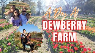 Escape to Dewberry Farm - Tulips | Ðang Bōnga Tulips | 2023 |