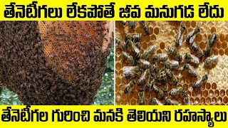 తేనెటీగల వల్లే మనం బతుకున్నామని తెలుసా?| Unknown Facts About Honey Bee | One23 Mysteries