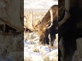 the alaska moose alces alces gigas shorts viral shortsvideo