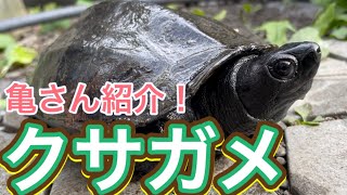 飼ってるクサガメをご紹介