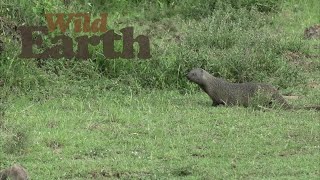 Oh Wow, an Egyptian Mongoose!