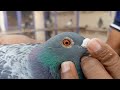 racer pigeon sk loft visit champion pigeons review 504 gps