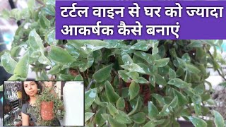 How to  Care evergreen Turtle-vine Plant | Step by Step guide | evergreen garden1m