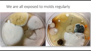 Infectious Diseases Grand Rounds: Mold Detection and Identification Techniques