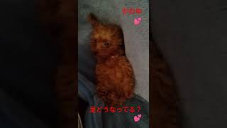 おねむちゃん💕トイプードルのベルちゃんです🐩🐾親バカ動画ですw