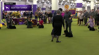 Scottish Terriers | Breed Judging 2025