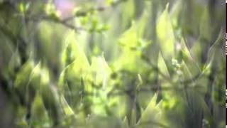 Canon in D by Johann Pachelbel.wmv