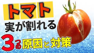 【トマト栽培】実が割れる3つの原因と対策【家庭菜園】水やり・病気・肥料