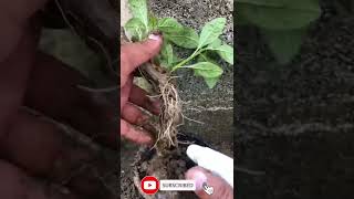 How to growing branch tree fast with lemon get more roots ~ Successful 💯 #branch #tree #root