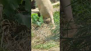 灰秋✊㊳ホワイトライオン・白獅子・リズムちゃん・沖縄こどもの国・・・White_Lion・Okinawa Zoo \u0026 Museum(20221013)