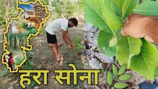 Pan Torai | Tendu Paan || Tendupatta CG ka Hara Sona || hara sona amlesh nagesh @CGkiVINES