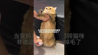 萌寵/貓貓/  猫咪：谁懂啊？这辈子没这么无语过！#貓 #寵物 #可愛的 #cat #shorts