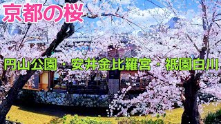 【京都・祇園の桜】京都・祇園界隈の桜ってどんな感じ？ Kyoto,Cherry blossom