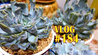 NEW E. Thriller Pearl \u0026 Frost Protected Area for Echeveria Frillies | Succulent VLOG #184