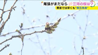 少し開いた蕾を確認も…ソメイヨシノの開花 名古屋では「まだ数日かかりそう」愛知の花見の名所では準備進む