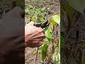 pruning of durian stems shorts