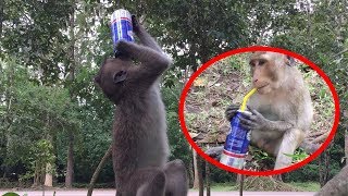 Monkey Drinks Bacas Drinking, Bacas Drinking, Poor Monkey,TM #152