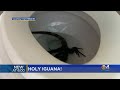 Iguana Found Thrashing Around Toilet In Hollywood Home