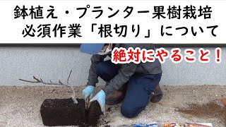 鉢植え・プランター果樹栽培　必須作業【根切り】