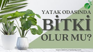 YILLARDIR SÜREN TARTIŞMA: YATAK ODASINDA BİTKİ OLMALI MI? OLMAMALI MI?