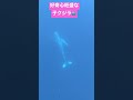 【ホエールスイム】心が通じれば寄ってきてくれる⁉️🐳