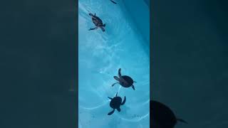 【かわいい】赤ちゃんウミガメの餌やり　Feeding sea turtles