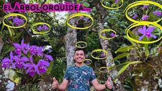 ¡No lo creerás! Encontramos el árbol orquídea, tres consejos para matar tu orquídea |AP