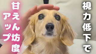 【愛犬の目】視力が衰えたら益々甘えん坊になったシニアダックスフンド