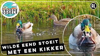 Wilde eend lust wel een kikker | Zelf Geschoten | Vroege Vogels