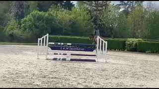 Sold Belgium 🇧🇪 4 yo stallion conmiro ( Conterno grande) x Conthargos