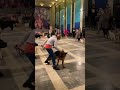 Количество юниоров🙈Бест юниоров🥰 выставка «Кубок Ярославля» tttt cane канекорсо canecorso