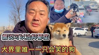 【河南亮哥萌宠记】犬界里面唯一一只会“笑”的狗，据说这狗可以治人类抑郁症