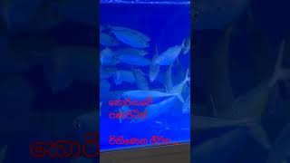 කොරියාවේ පණපිටින්විකිණෙන ජීවිත ...#sortvideo #viralvideo #tending #capcut#sl #fish  @SLkoreanHasi