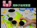 怎样用樱桃种子育苗 ？how to grow cherry from seeds