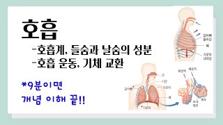 [중2 과학] 호흡 l 호흡계, 들숨과 날숨의 성분 l 호흡 운동, 기체 교환