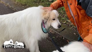 散歩中に軽トラさんにご挨拶したルンルンとアランです　Great Pyrenees　グレートピレニーズ