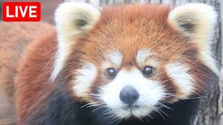 【LIVE】レッサーパンダ 同居 メルくん＆咲弥ちゃん 天王寺動物園 Red panda Osaka Tennoji Zoo▶️