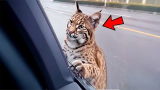 Bobcat Recognizes the Man Who Once Saved Him. Then Something Shocking Happens!