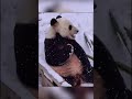 雪中的林胡四宝满满的全是甜 #panda #funny #cute #animals #cutepanda #adorablepanda #pets #pandafushun #zoo