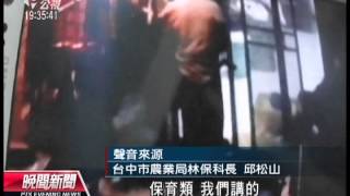 20130124 公視晚間新聞 撿到台灣彌猴屍 男子火烤吃遭法辦