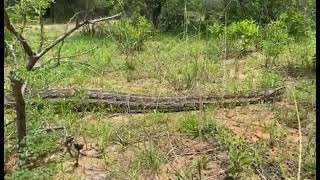 African rock python