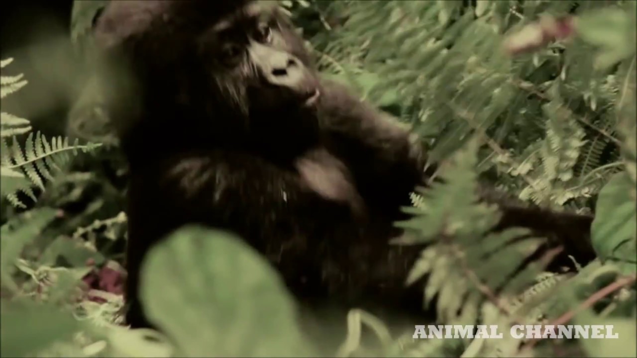 Gorilla Youtube