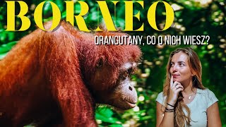 Gdzie na Borneo spotkać orangutany?