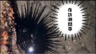 夜訪 小琉球 夜間導覽解說最迷人的環節就是去潮間帶認識海底生物 2024/04/04 #親子 #幼稚園  #小琉球  #海底世界  #夜間導覽