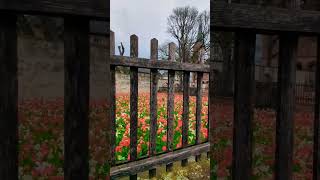 K L O S T E R H O F #kloster #seligenstadt #hessen #flowers #nature #klosterhof