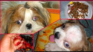 #vlog 🐶💇మా చార్లీ కి హెయిర్ కటింగ్ ఎలా చేయించాము మీరు కూడా చూడండి🐶🐶💇