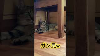 まるちゃん、めちゃくちゃこっちを見る #cat #猫のいる暮らし #ねこ