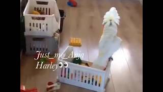 Harley👀 the cockatoo is in a hurry