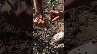 Робимо літнє щеплення брунькою #shorts #shortsvideo #plants #garden #gardener