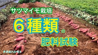 【堆肥の選定】サツマイモの肥大に繋がります　タネのハシモト